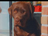 Magnifique Labrador chocolat disponible pour saillie