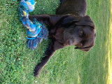 Magnifique Labrador chocolat disponible pour saillie