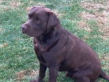 Magnifique Labrador chocolat disponible pour saillie