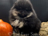 Chiots Spitz Nains Pomeraniens Black & Tan (LOF)