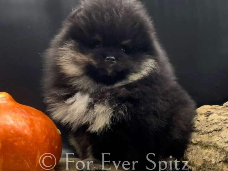 Chiots Spitz Nains Pomeraniens Black & Tan (LOF)