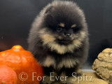 Chiots Spitz Nains Pomeraniens Black & Tan (LOF)