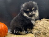 Chiots Spitz Nains Pomeraniens Black & Tan (LOF)