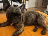 De race Bouledogue Français disponible pour saillie