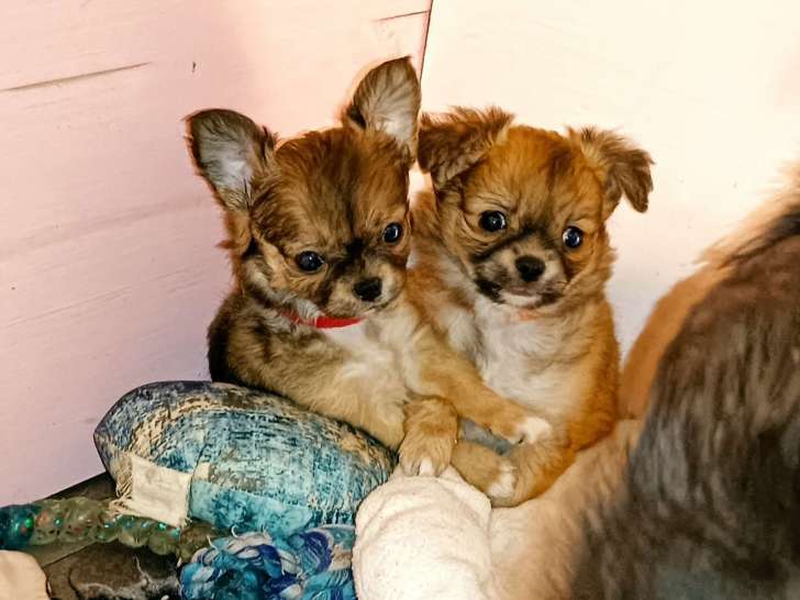 Chiots Chihuahua LOF à poil long à vendre
