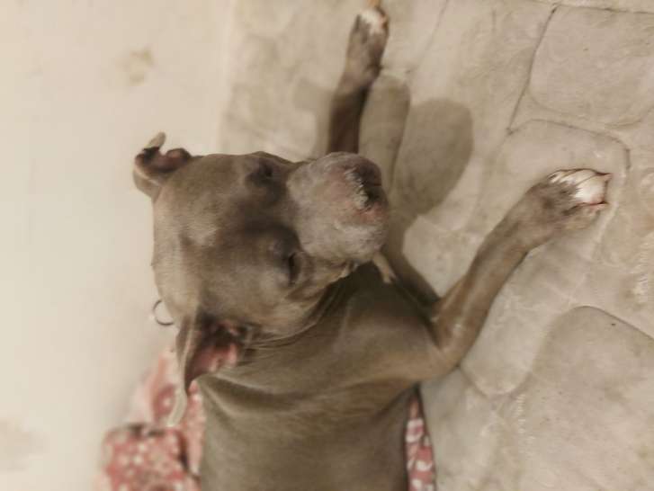 Chien American Bully à vendre