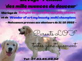 Chiots "golden retriever" LOF