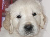 Chiots "golden retriever" LOF