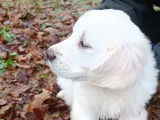 Chiots "golden retriever" LOF