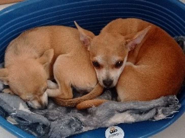Chiots Chihuahuas à vendre (4 Femelles & 4 Mâles)