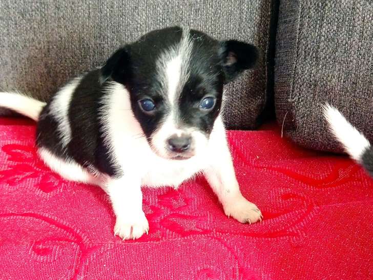 Chiots Chihuahuas à vendre (4 Femelles & 4 Mâles)