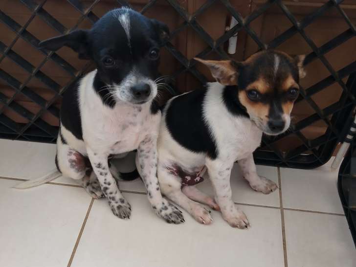 Chiots Chihuahuas à vendre (4 Femelles & 4 Mâles)