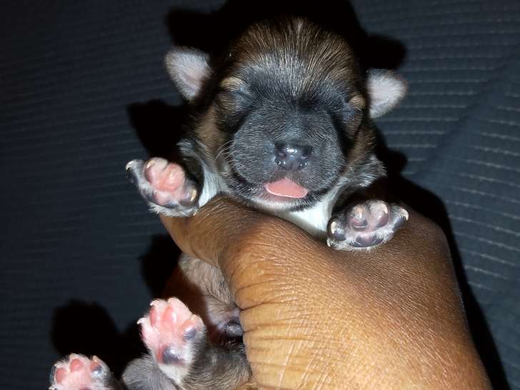 Chiots Chihuahuas à réserver