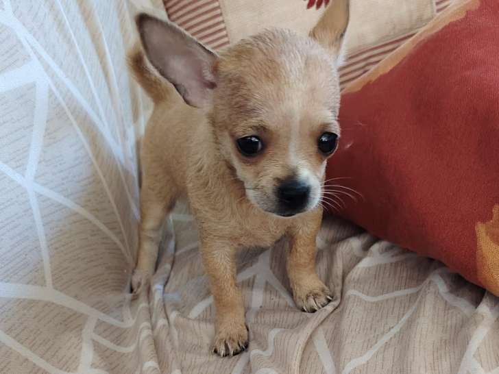 Chiots Chihuahua à réserver