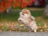 Magnifique Mini Spitz Poméranien de taille naine à vendre