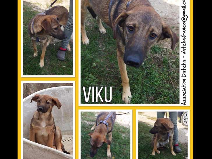 Viku, chien croisé de type berger à adopter