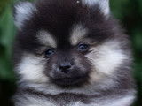 Pomsky miniature à vendre