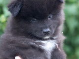 Pomsky miniature à vendre