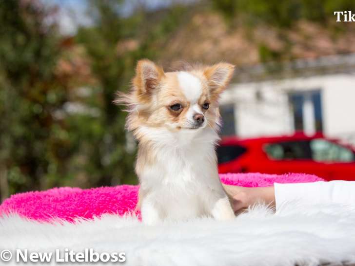 Petit mâle Chihuahua LOF à vendre