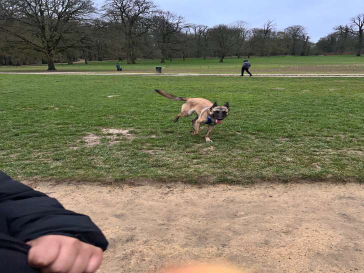 Chien Berger Belge Malinois à vendre