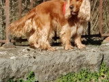 De race Cocker Anglais disponible pour saillie