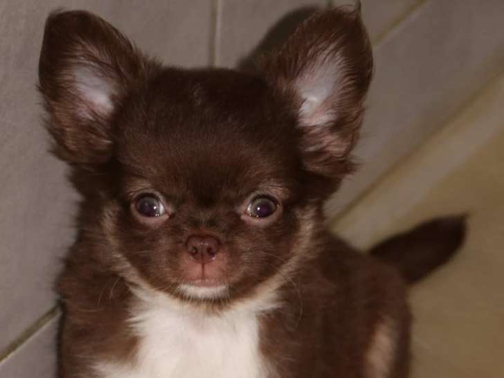 Bébé Chihuahua's disponible à la réservation