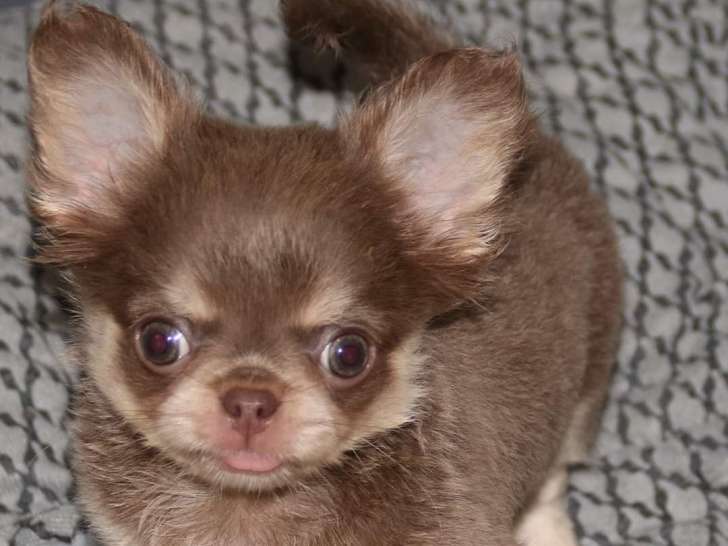 Bébé Chihuahua's disponible à la réservation