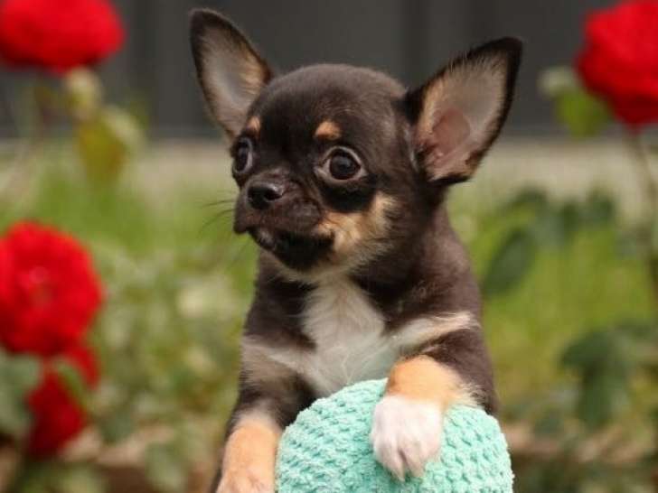 Bébé Chihuahua's disponible de suite