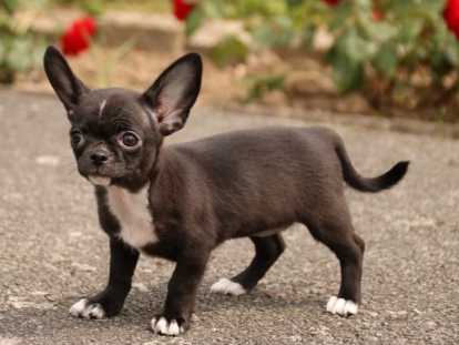 Femelle Chihuahua disponible de suite