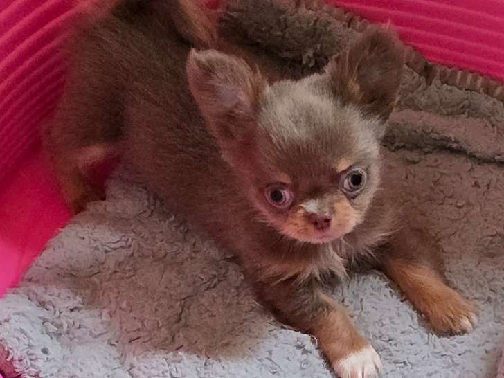 Chiot chihuahua disponible de suite