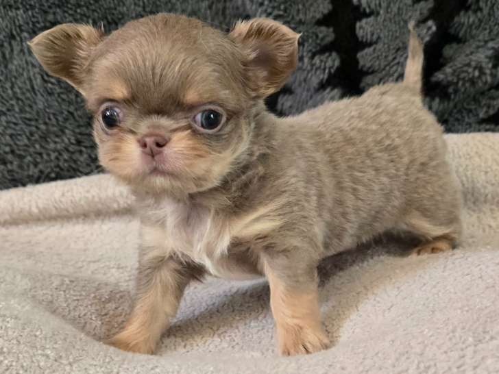 Chiot chihuahua disponible à la réservation
