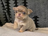 Chiot chihuahua disponible à la réservation