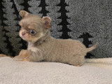Chiot chihuahua disponible à la réservation