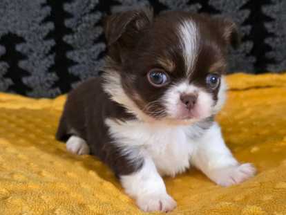 Chiot chihuahua disponible à la réservation