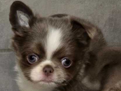 Chiot chihuahua disponible à la réservation