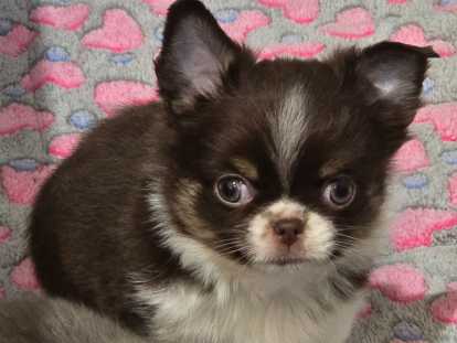 Chiots chihuahuas disponibles