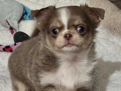 Chiots chihuahuas disponibles