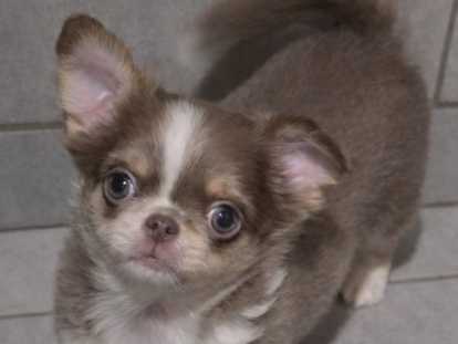 Chiots chihuahuas disponibles