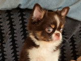 Chihuahua disponible