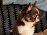 Chihuahua disponible