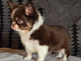 Chihuahua disponible