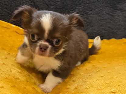 Chiots chihuahuas disponibles à la réservation