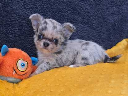 Chiots chihuahuas disponibles à la réservation