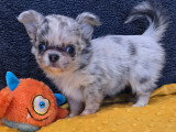 Chiots chihuahuas disponibles à la réservation