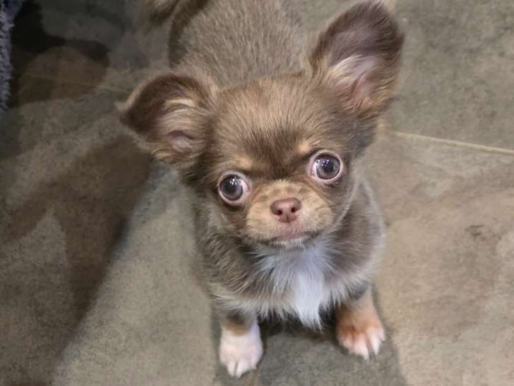 Chiots chihuahuas disponibles à la réservation