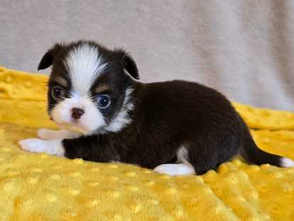 Chiots chihuahuas disponibles à la réservation
