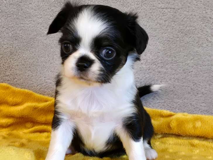 Chiots chihuahuas disponibles à la réservation