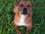 De race Staffordshire Bull Terrier disponible pour saillie