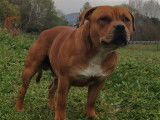 De race Staffordshire Bull Terrier disponible pour saillie