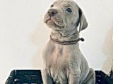 Magnifiques chiots Braques de Weimar pedigree FCI disponibles en décembre 2022 : cinq femelles et trois mâles